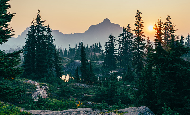 A forest at sunrise in Washington State